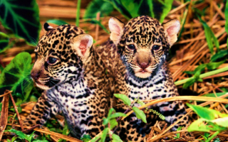 Котята леопарда на траве