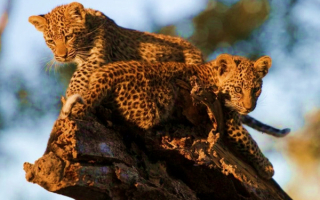 Котята леопарда