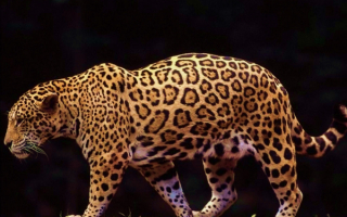 Леопард - большая хищная кошка