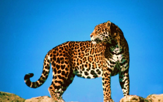 Леопард высматривает добычу