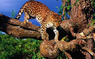Леопард на дереве