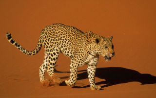 Леопард на прогулке