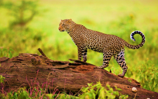 Леопард супер кошка