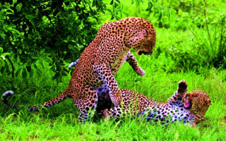 Леопарды играют