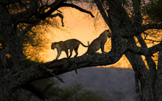 Два леопарда на дереве