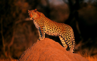 Леопард осматривает свои владения
