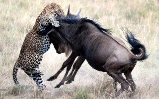 Леопарда атакуют антилопы