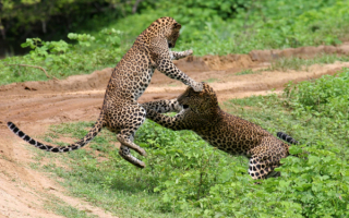 Молодые леопарды играют