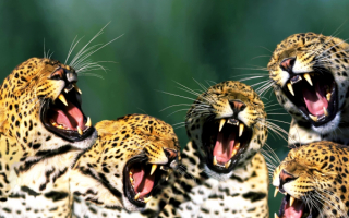 Квинтет леопардов