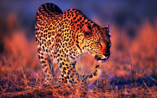 Леопард вышел на охоту