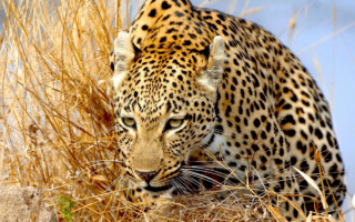 Леопард следит за жертвой