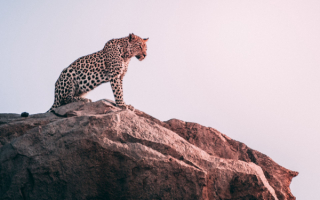 Леопард на скале