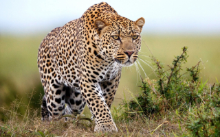 Леопард следит за добычей