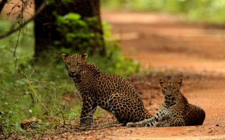 Молодые леопарды