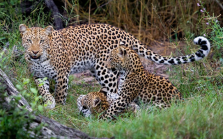 Самка леопарда с детенышами