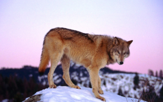 Волк в горах