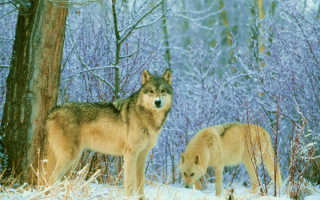 Волки в зимнем лесу