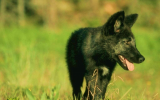 Черный волчонок