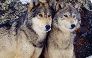 Волки - серые разбойники