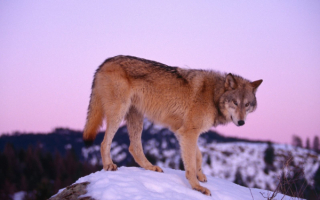 Волк в горах