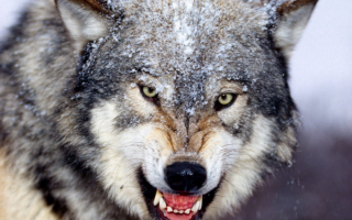 Злобный волк
