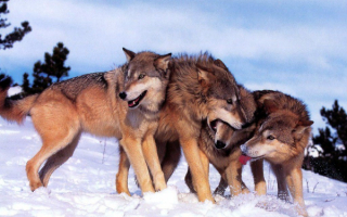 Волки дерутся