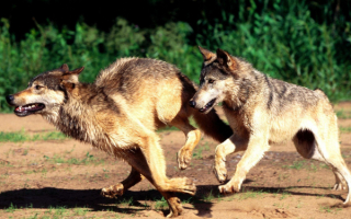 Волчья погоня