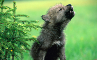 Маленький волчонок