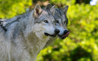 Два серых разбойника