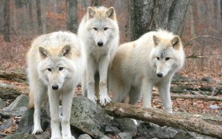 Три белых волка в лесу