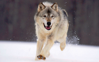 Бегущий волк