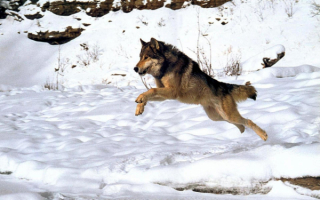 Волк в погоне за добычей