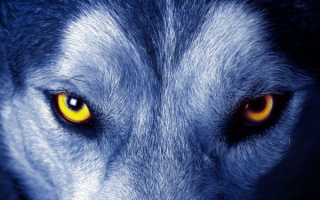 Глаза волка