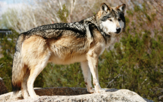 Мексиканский волк