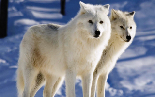 Полярные волки