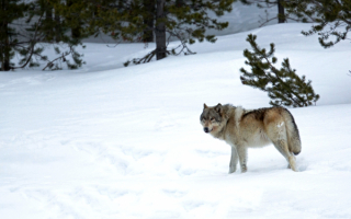 Волк на зимней поляне
