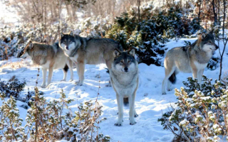 Волки на опушке зимнего леса