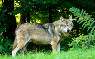 Волк в лесу
