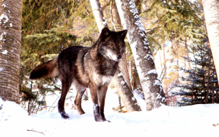 Волк зима лес