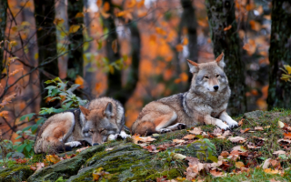 Волки в осеннем лесу