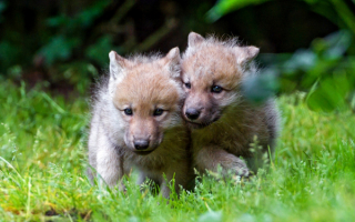 Волчата на траве