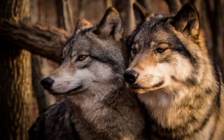 Пара волков
