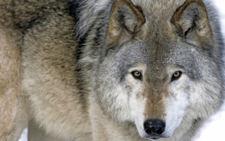 Серый разбойник волк