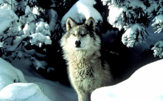 Волк в зимнем лесу