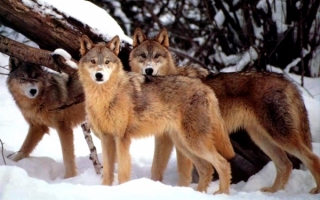 Три волка в зимнем лесу