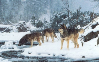 Стая  волков