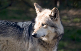 Одинокая  волчица