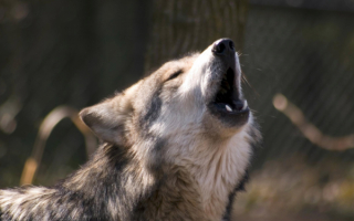 Вой  волчицы