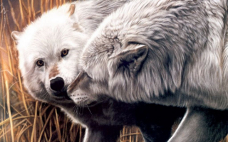 Белые  волки