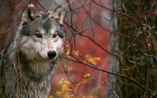 Волк  в  лесу